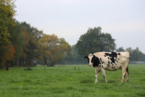 Onze landbouw moet duurzamer